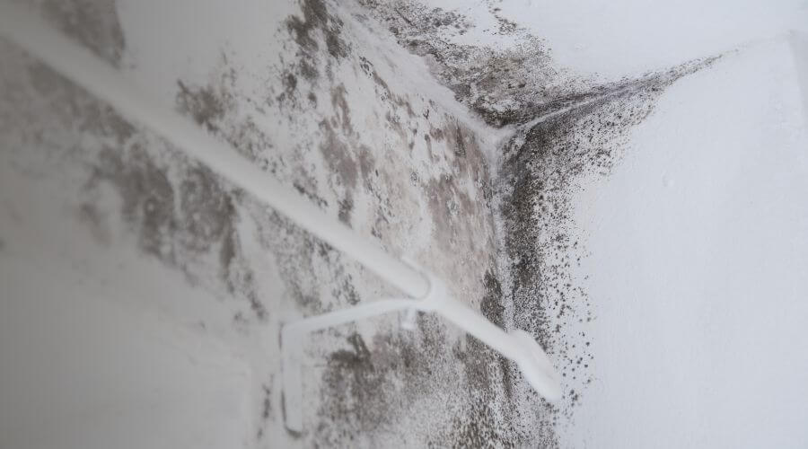 Why choose The Damage Doctors for water damage restoration in Los Angeles